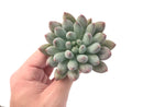 Echeveria 'Venus' 2"-3" Powdery Succulent Plant