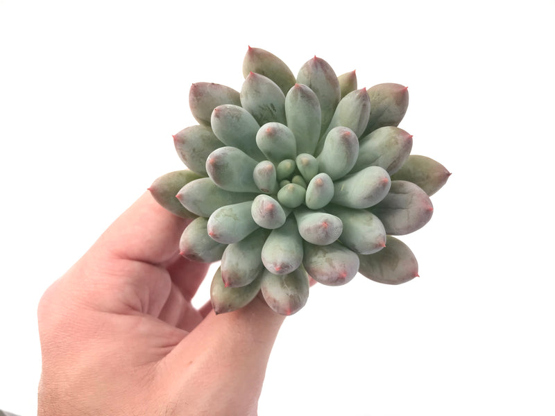 Echeveria 'Venus' 2"-3" Powdery Succulent Plant