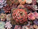 Echeveria Agavoides 'Pokeball' 1"-2" New Hybrid Succulent Plant