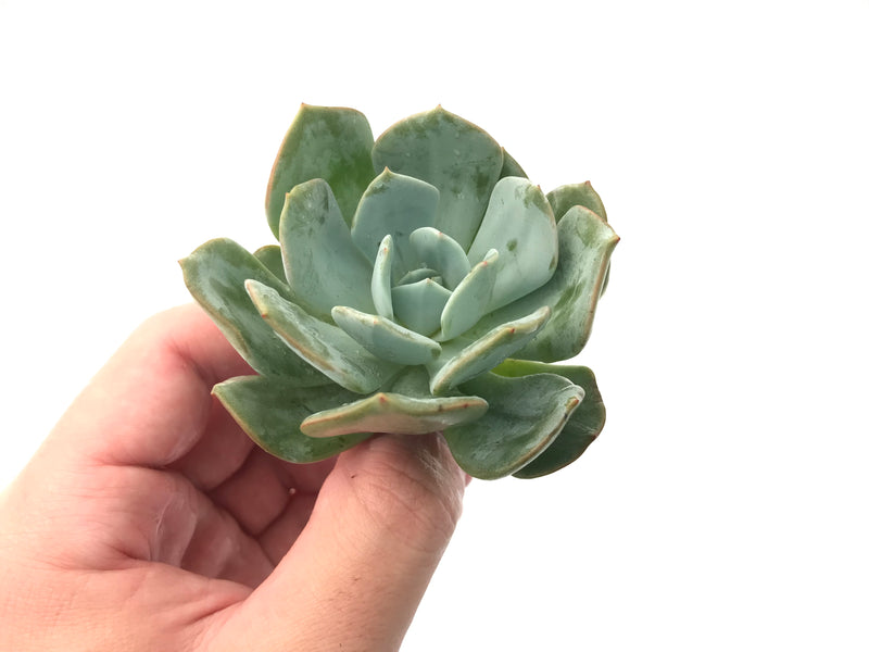 Echeveria 'Milkis' New Hybrid 3" Rare Succulent Plant