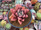 Graptoveria 'Ruby Donna' 3" Succulent Plant