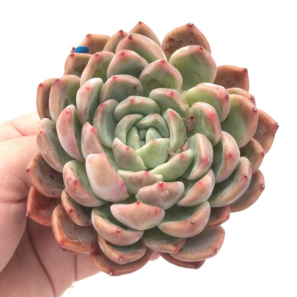 Echeveria sp. Large 4"-5" Succulent Plant