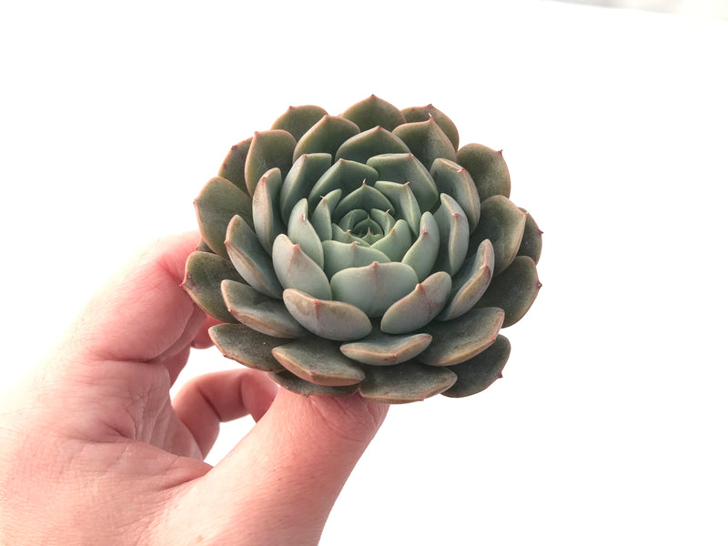 Echeveria 'Maroon Hill' 2”-3" Succulent Plant