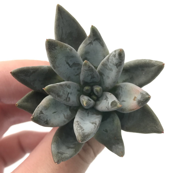 Echeveria 'Unguiculata' 1"-2" Rare Succulent Plant