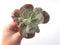 Echeveria Frill sp. 4 Succulent Plant