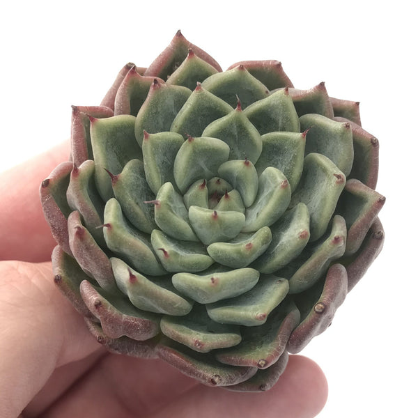 Echeveria 'Sarahime' Hybrid 2" Succulent Plant