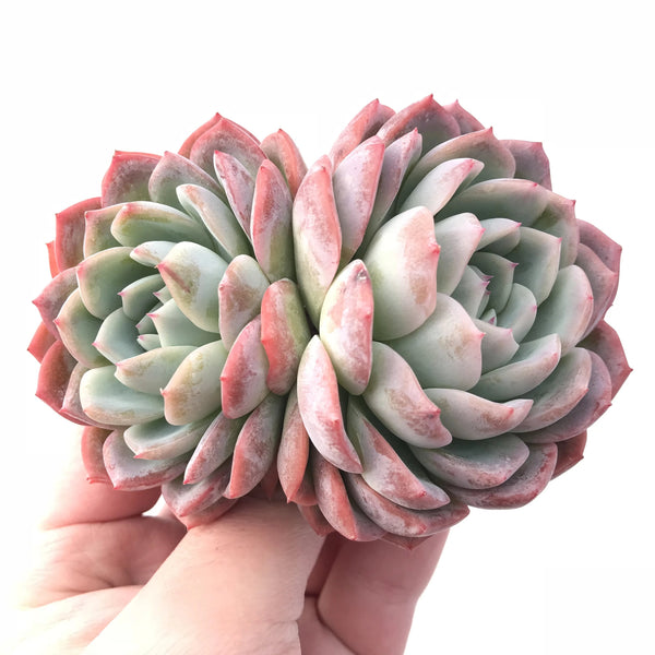 Echeveria Blue Surprise Hybrid 4" Rare Succulent Plant *ROOTS ARE SEPARATED*