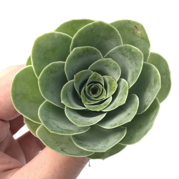 Greenovia Diplocycla Var. Gigantea 3" Succulent Plant