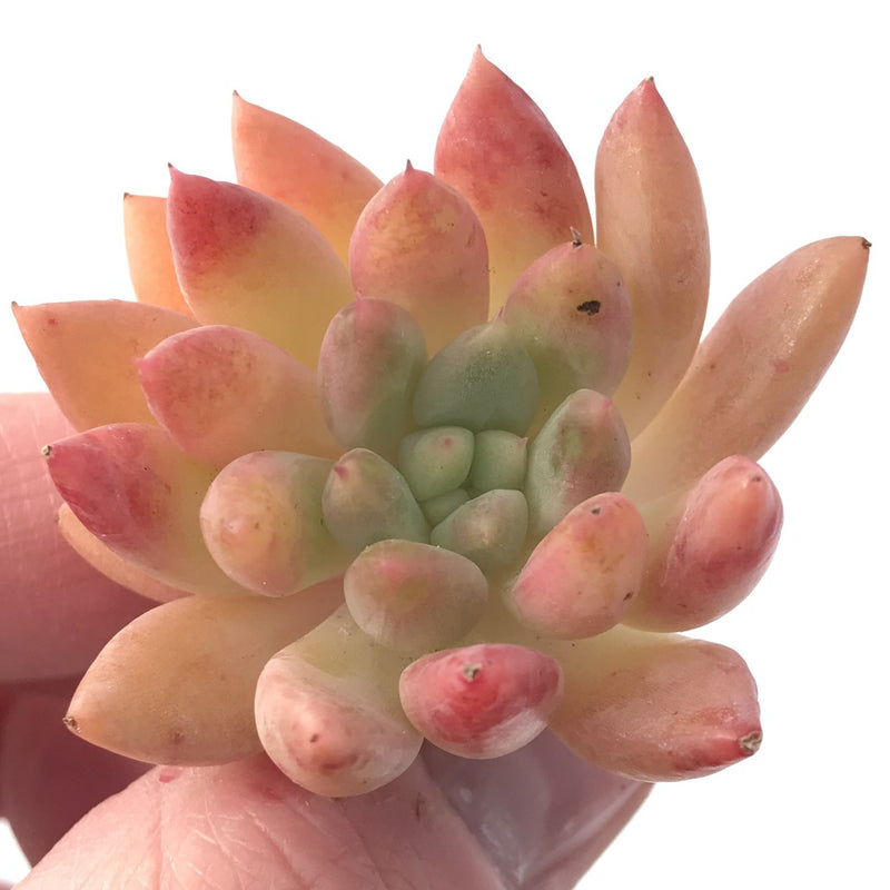 Echeveria Agavoides 'Pink Top' 2" New Hybrid Succulent Plant