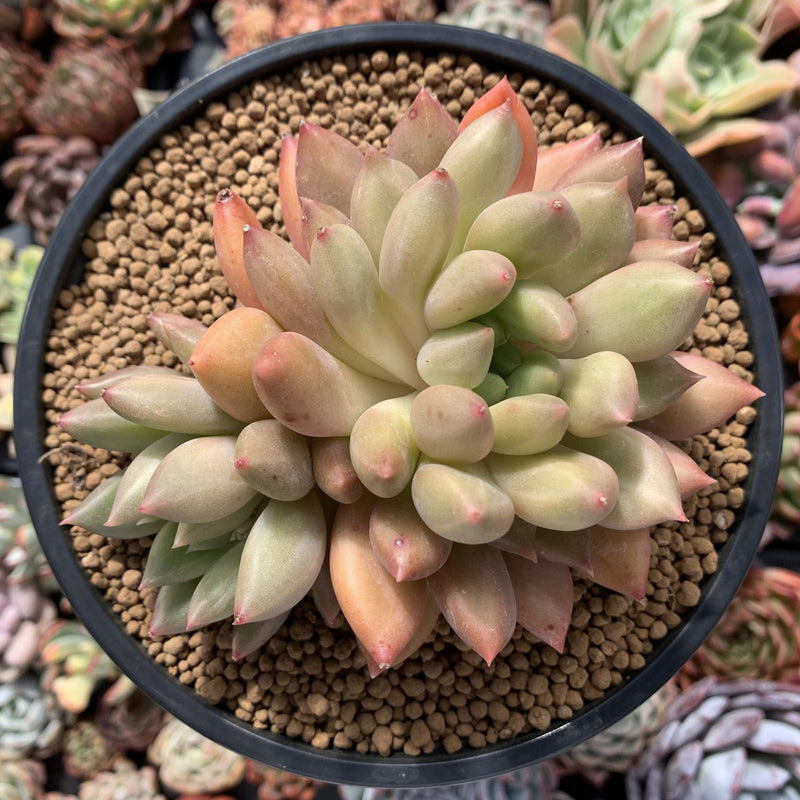 Pachyphytum 'Orange Light' 4"-5" Succulent Plant