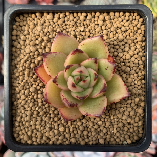 Echeveria Agavoides 'Toby' 1" Succulent Plant