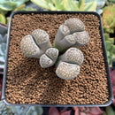 Lithop spp. Cluster 3" Succulent Plant