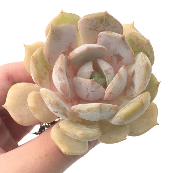 Echeveria 'Orange Monroe' Hybrid 3" Succulent Plant