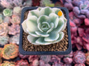 Echeveria 'Compton Carousel' Variegated 2" Succulent Plant