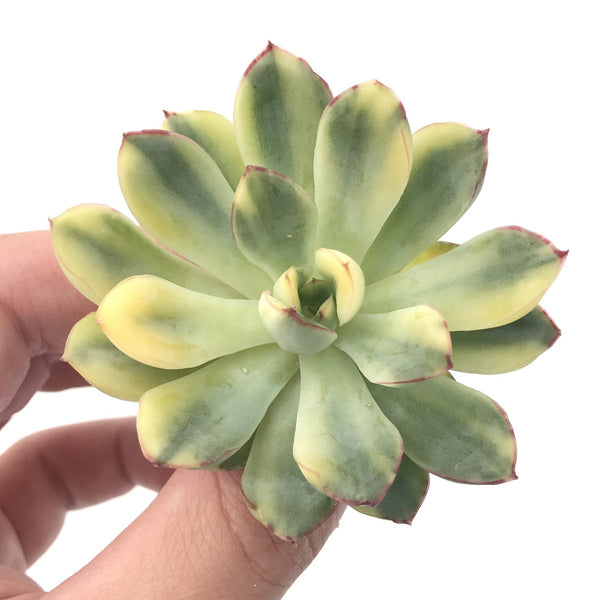 Echeveria 'Pulidonis' Variegated 2” Rare Succulent Plant