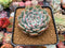 Echeveria 'Laui x Lindsayana' 3" Powdery Succulent Plant