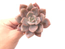 Echeveria 'Missing You' 3" Powdery Rare Succulent Plant