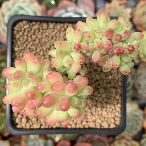 Sedum 'Pachyphyllum' Crested 3" Succulent Plant