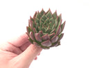 Echeveria 'Zaragosa' Hybrid 3" Succulent Plant