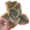 Echeveria 'Tornado' Variegated 3" Succulent Plant