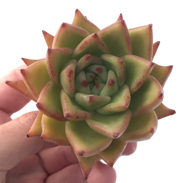 Echeveria Agavoides 'Ebony' Hybrid 2"-3" Succulent Plant