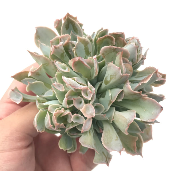 Echeveria 'Trumpet Pinky' Large Cluster 4" Rare Succulent Plant