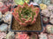 Echeveria Agavoides 'Elizabeth' 2" Succulent Plant