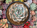 Echeveria 'Orange Monroe' 4” Powdery Succulent Plant