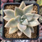 Graptopetalum 'Paraguayensis Awayuki' Variegated 3" Succulent Plant