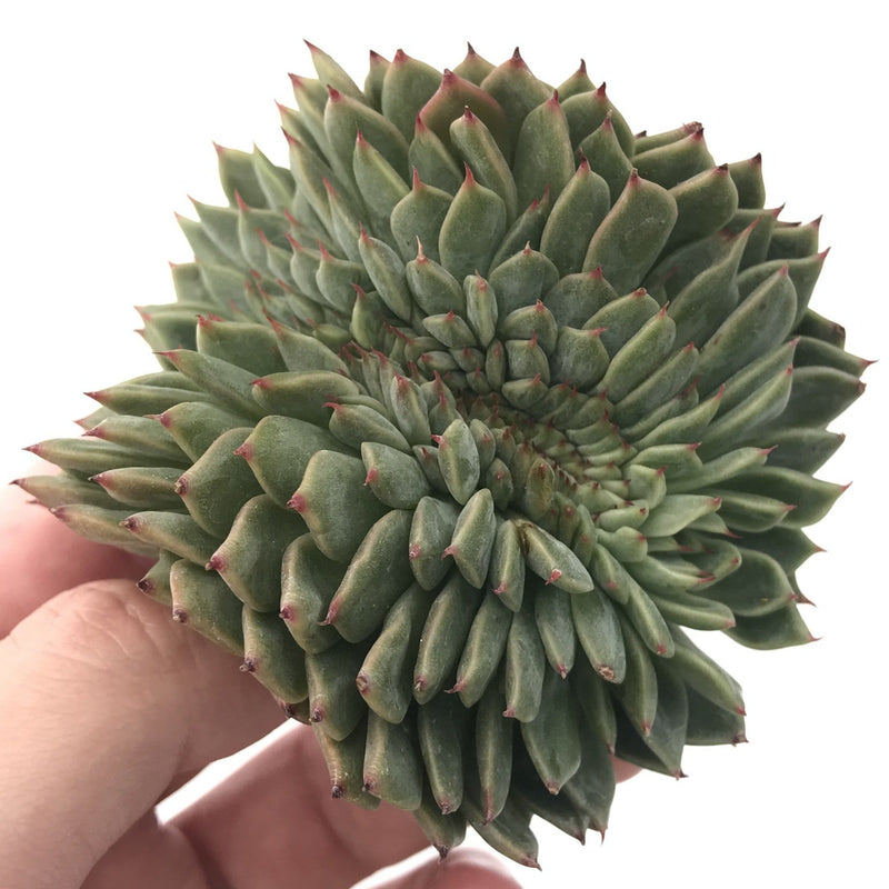 Echeveria 'Hansel' Crested 3" Succulent Plant