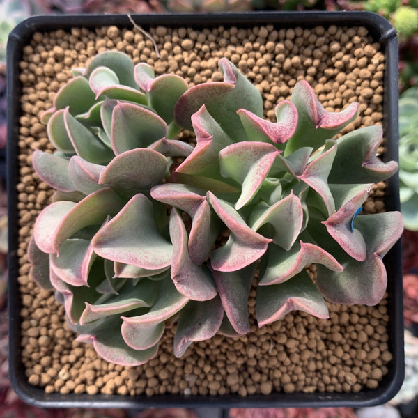 Echeveria 'Black Hawk' 4" Cluster Succulent Plant