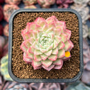 Echeveria sp. 2" Succulent Plant