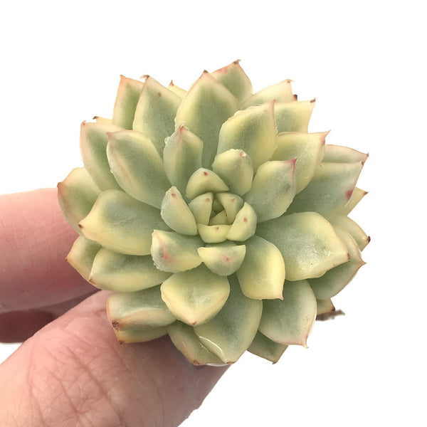 Echeveria 'Mebina' Variegated 1" Succulent Plant