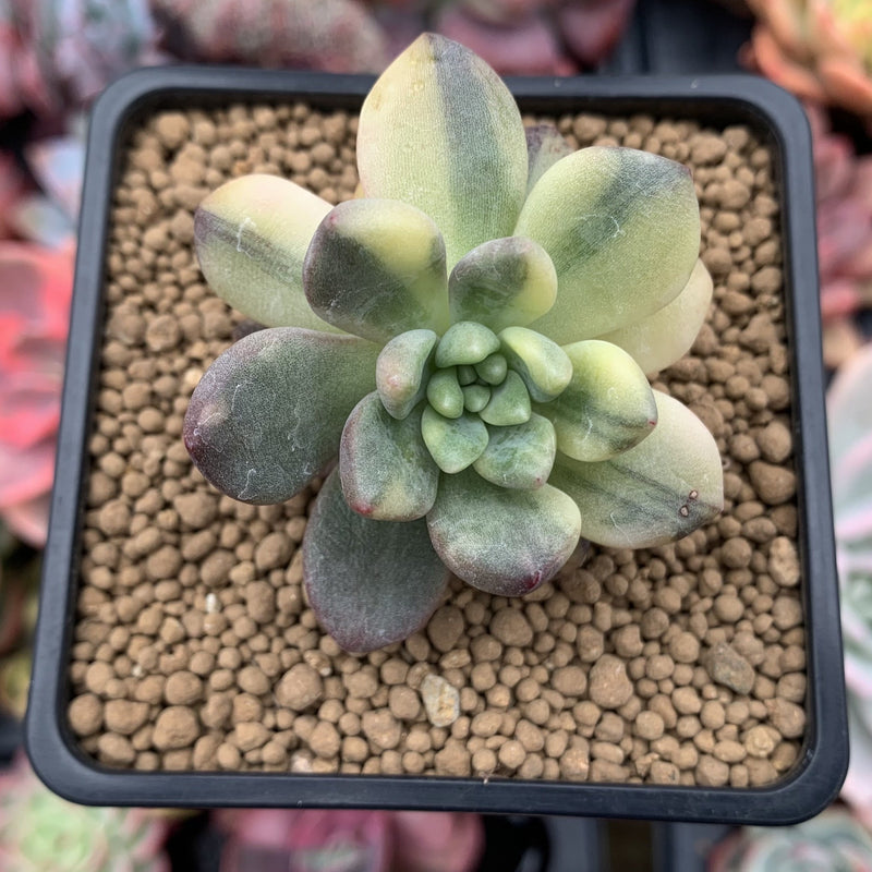 Pachyveria 'Paradoxa' Variegated 2" Succulent Plant