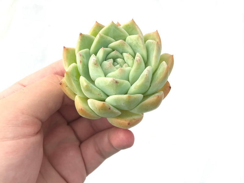 Echeveria 'Helena' 3” Rare Succulent Plant