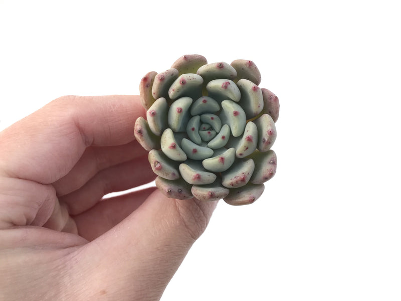 Graptoveria 'Amenova' 2" New Hybrid Succulent Plant