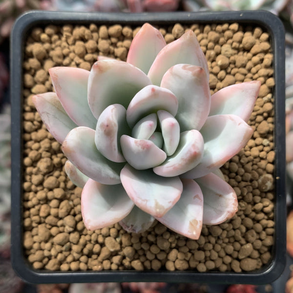 Pachyveria 'Simonasa' Variegated 3" Powdery Succulent Plant