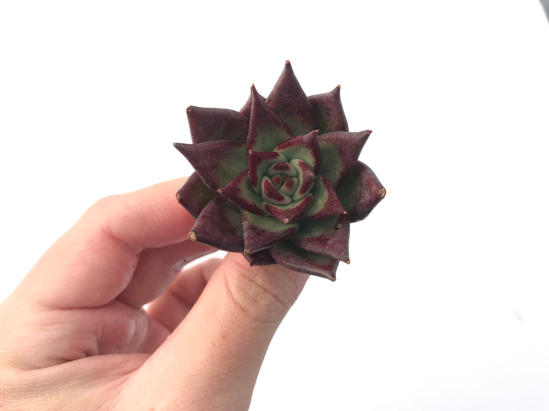 Echeveria Agavoides 'Johnnie Walker' 1" New Hybrid Succulent Plant