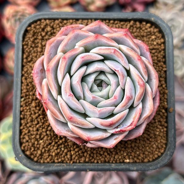 Echeveria sp. 2" Succulent Plant