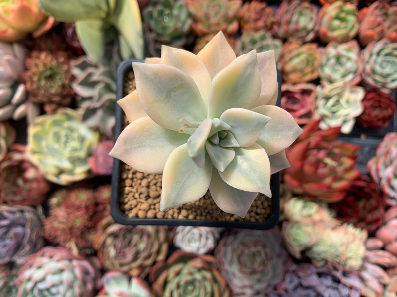 Graptopetalum 'Paraguayense' Variegated 3" Succulent Plant