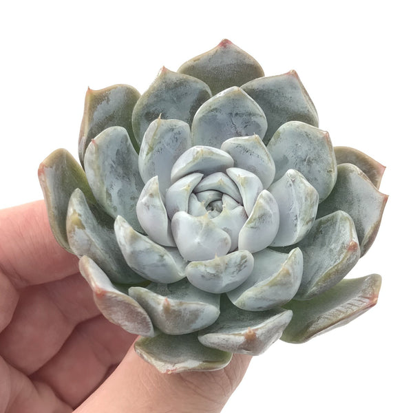 Echeveria 'Snow Bunny' 3" Powdery Succulent Plant