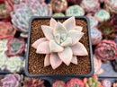 Graptopetalum 'Paraguayensis Awayuki' 2" Succulent Plant