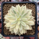 Echeveria 'Green Emerald' Variegated 2” Succulent Plant