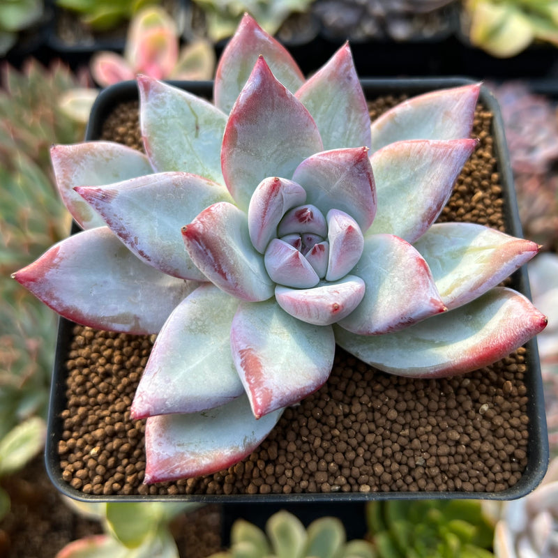 Echeveria 'Colorata' 3" Powdery Succulent Plant