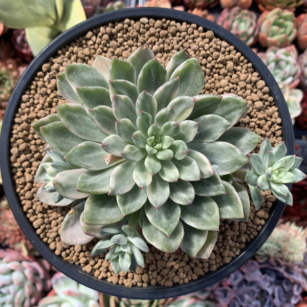 Echeveria 2024 Bridgette variegated