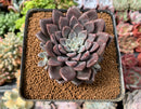 Graptopetalum 'Hermes' 3" Succulent Plant