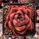 Echeveria Agavoides 'Callisto' 1" Succulent Plant