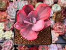 Echeveria 'Angel Wings' Variegated 3" Succulent Plant