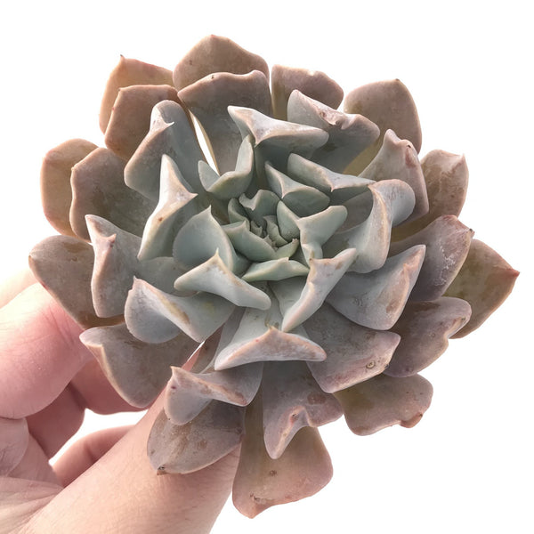 Echeveria 'Swan Lake' 3"-4" Succulent Plant