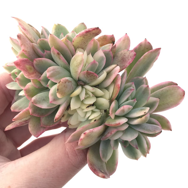 Echeveria 'Luella' Variegated Crest 4" Succulent Plant